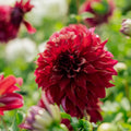Dahlie 'Bohemian Spartacus'