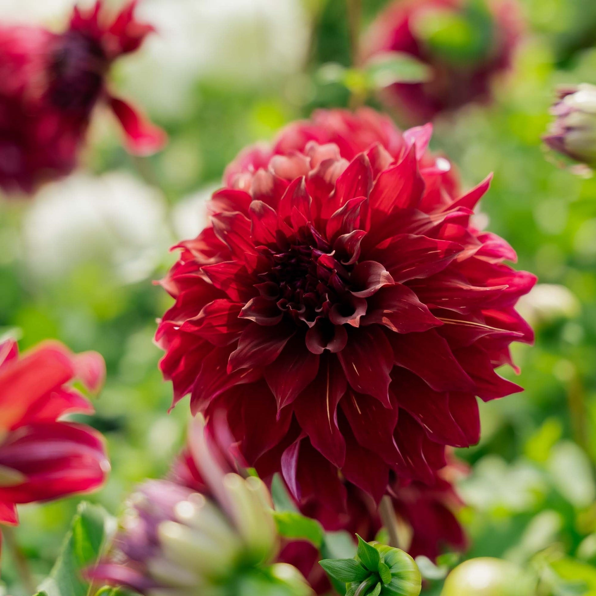 Dahlie 'Bohemian Spartacus'
