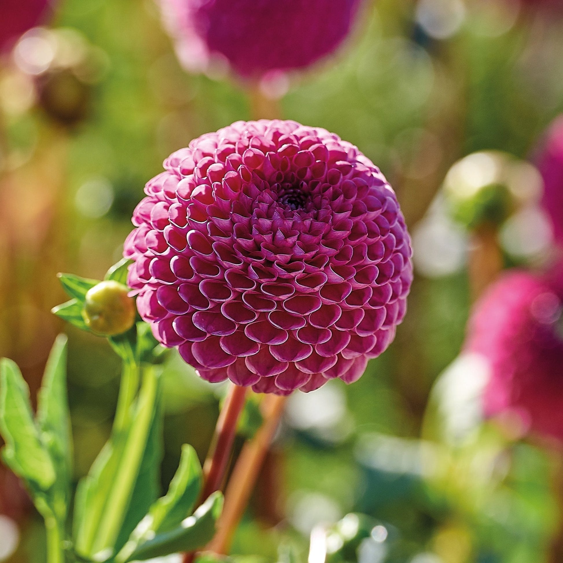 Dahlie 'Burlesca'