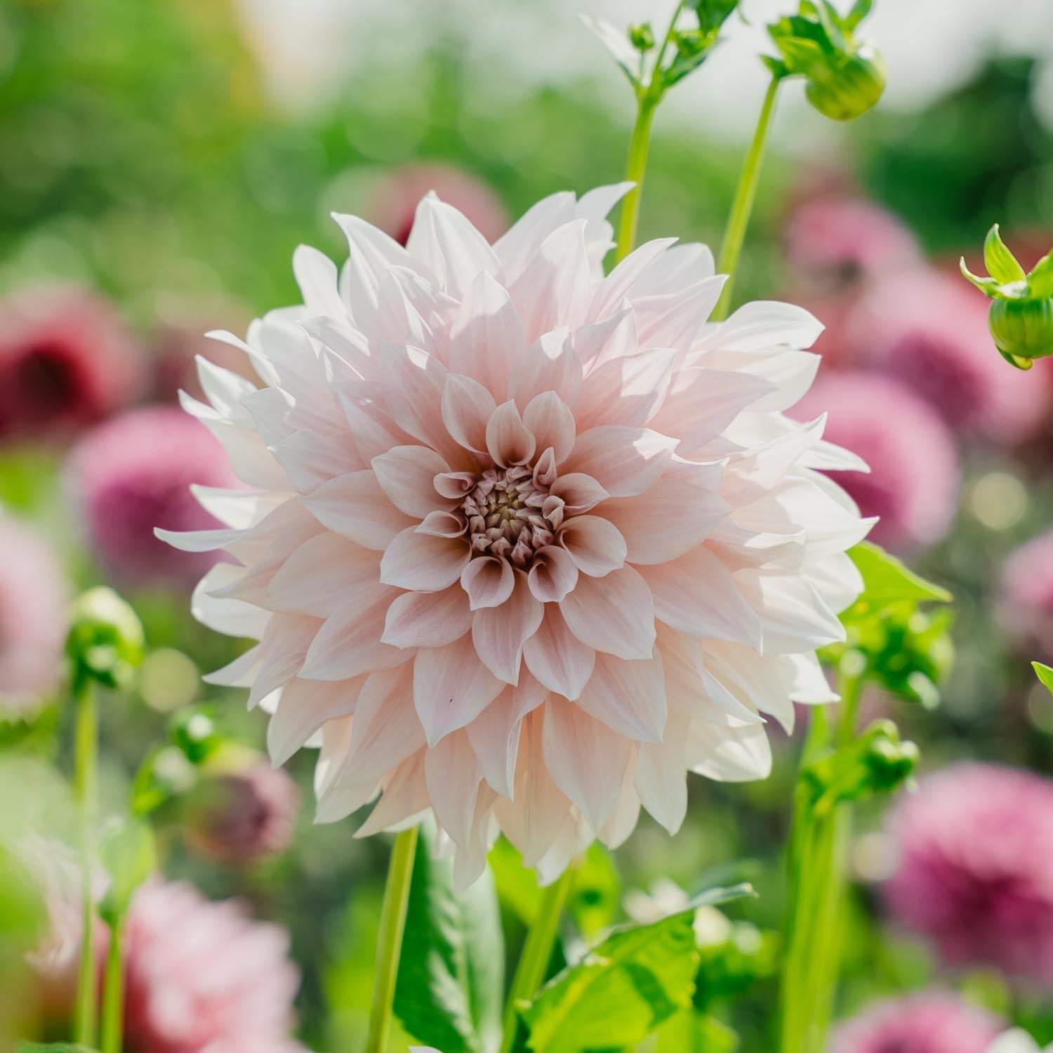 Dahlie 'Cafe au Lait'