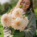 Dahlie 'Cafe au Lait'