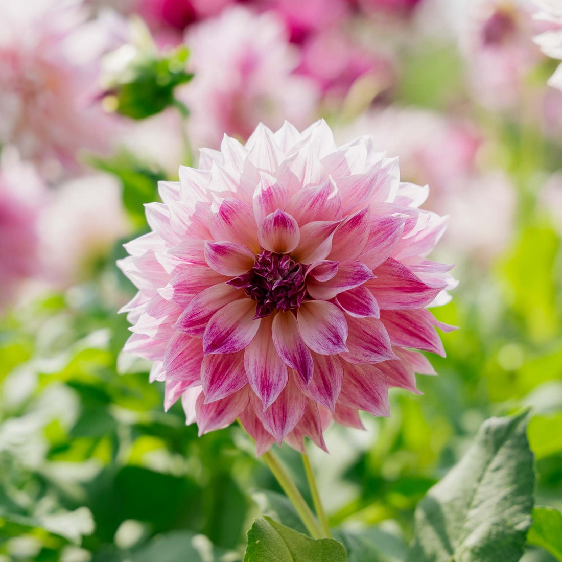 Dahlie 'Cafe au Lait Royal'