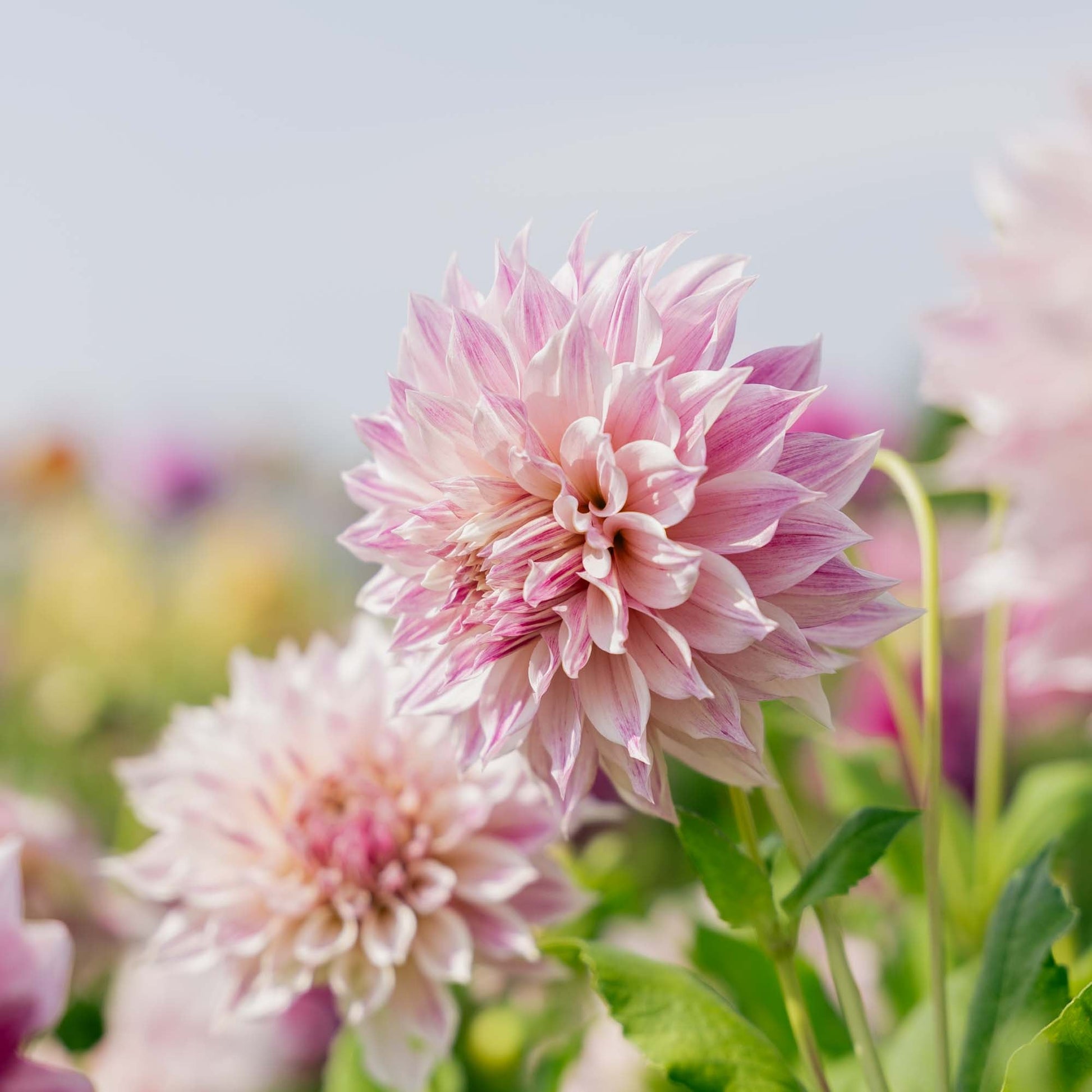 Dahlie 'Cafe au Lait Royal'
