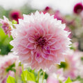 Dahlie 'Cafe au Lait Royal'
