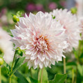 Dahlie 'Cafe au Lait Twist'