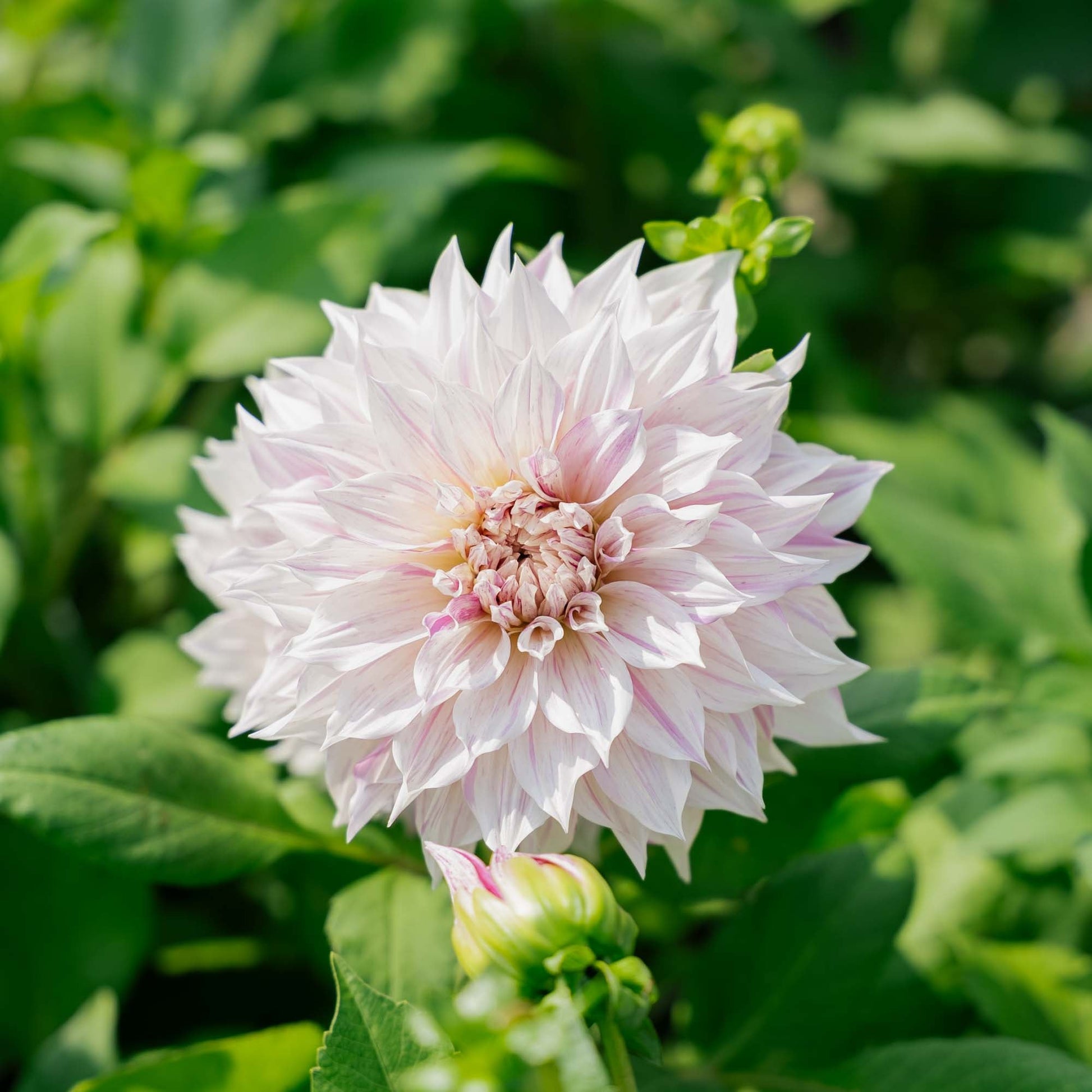 Dahlie 'Cafe au Lait Twist'