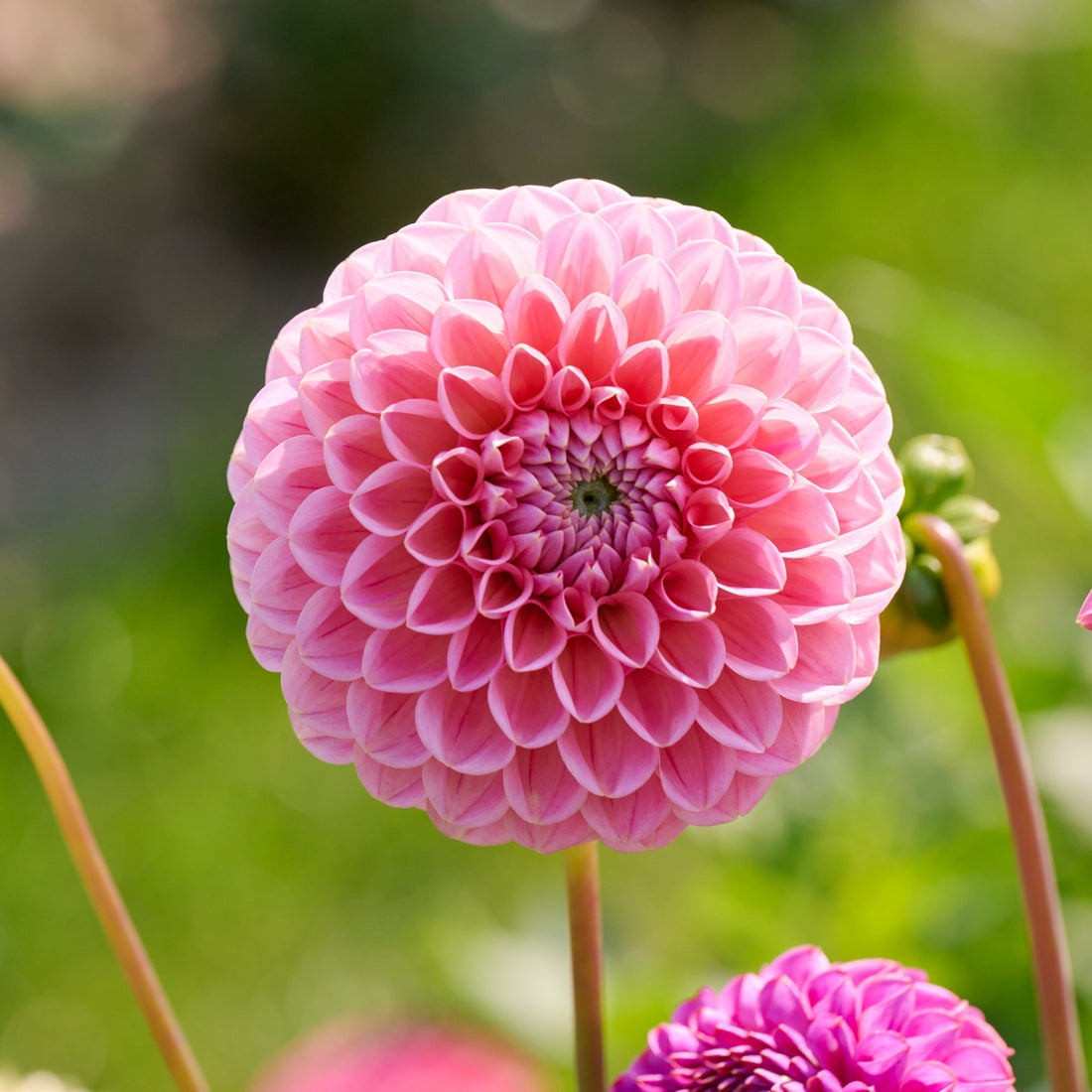 Dahlie 'Caitlin's Joy'