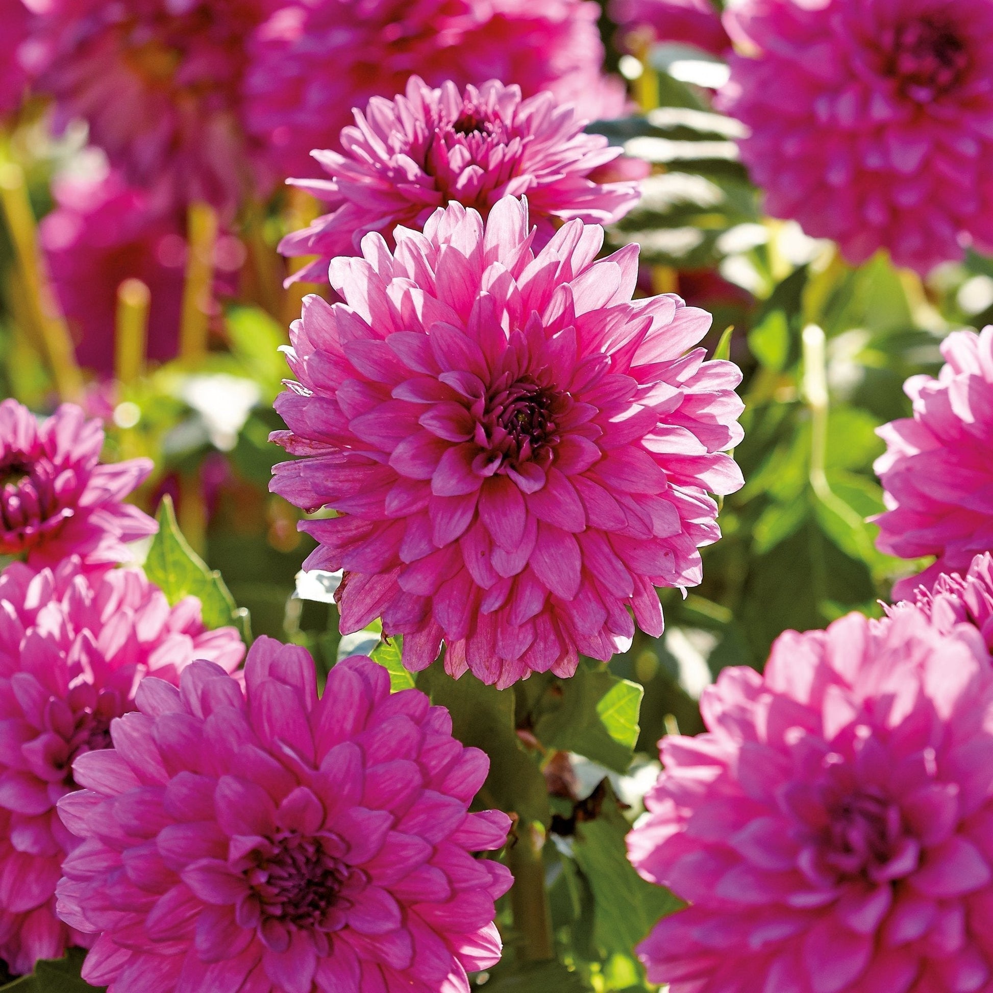 Dahlie 'Claudette'