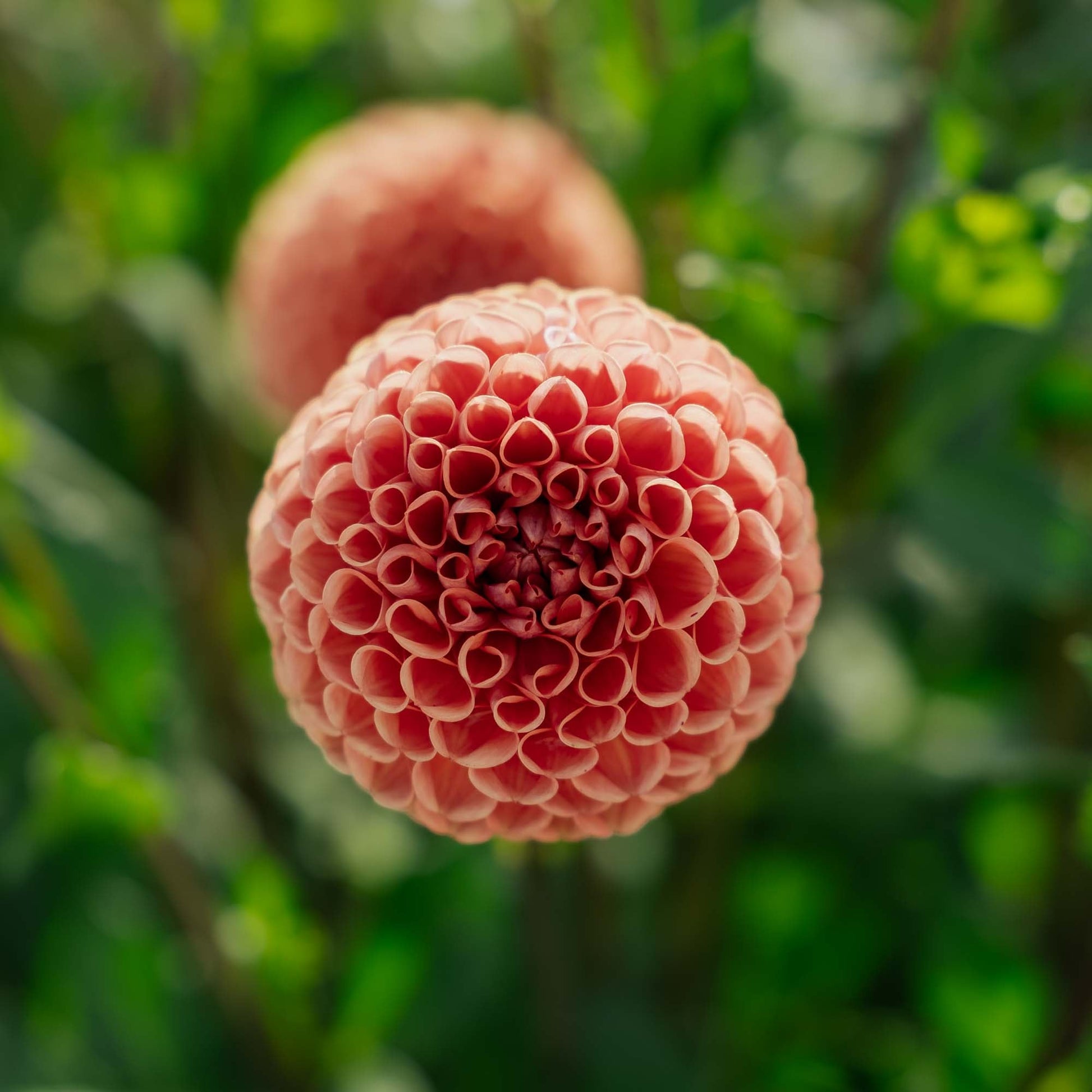 Dahlie 'Cornel Bronze'