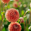 Dahlie 'Cornel Bronze'