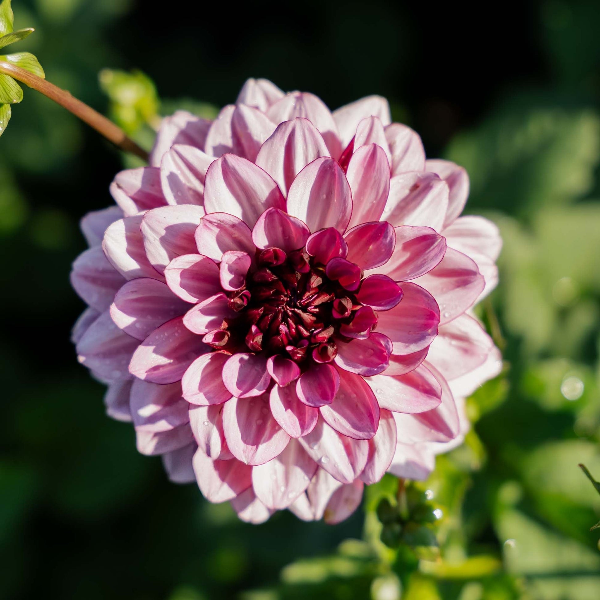 Dahlie 'Creme de Cassis'