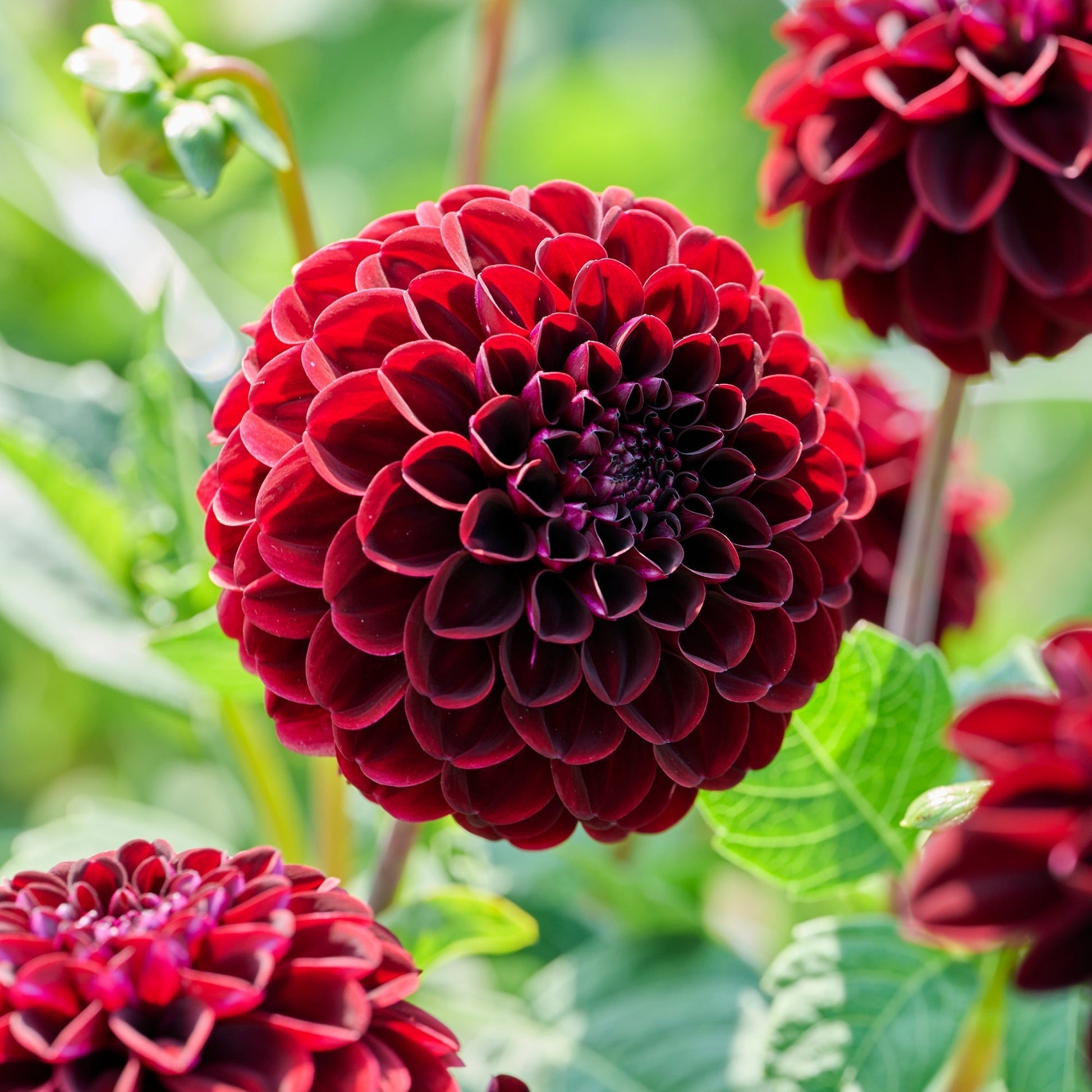 Dahlie 'Dark Spirit'