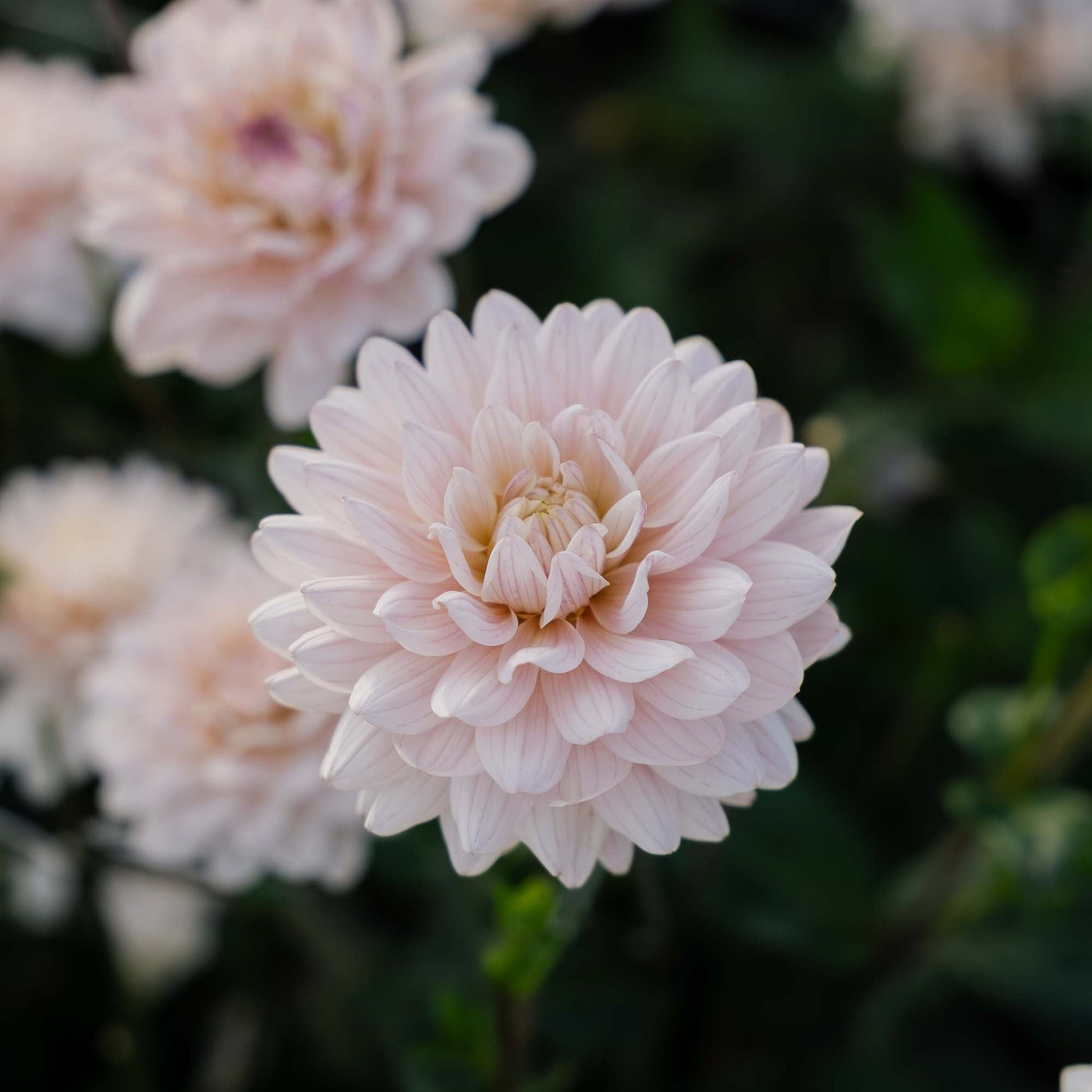 Dahlie 'Diana’s Memory'