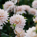 Dahlie 'Diana’s Memory'