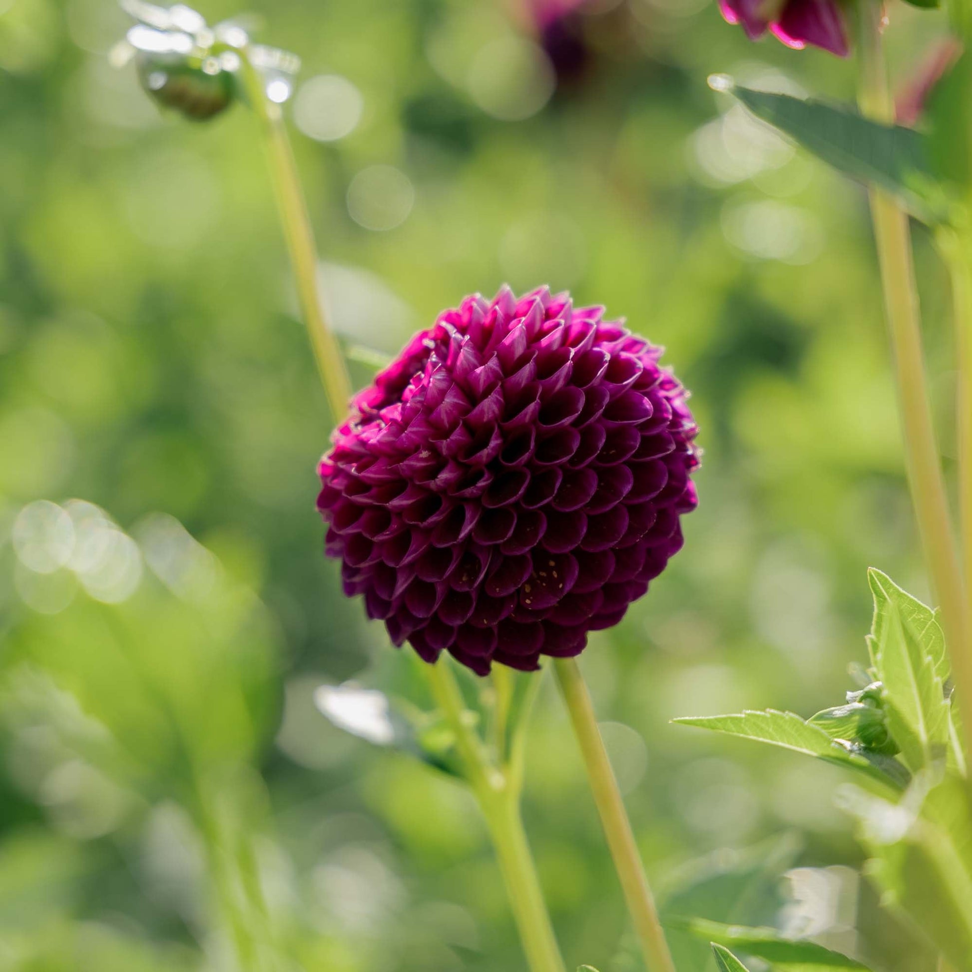 Dahlie 'Downham Royal'
