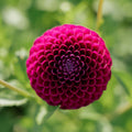 Dahlie 'Downham Royal'