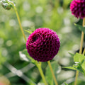 Dahlie 'Downham Royal'