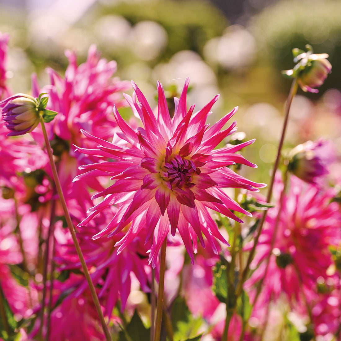 Dahlie 'Electric Light'