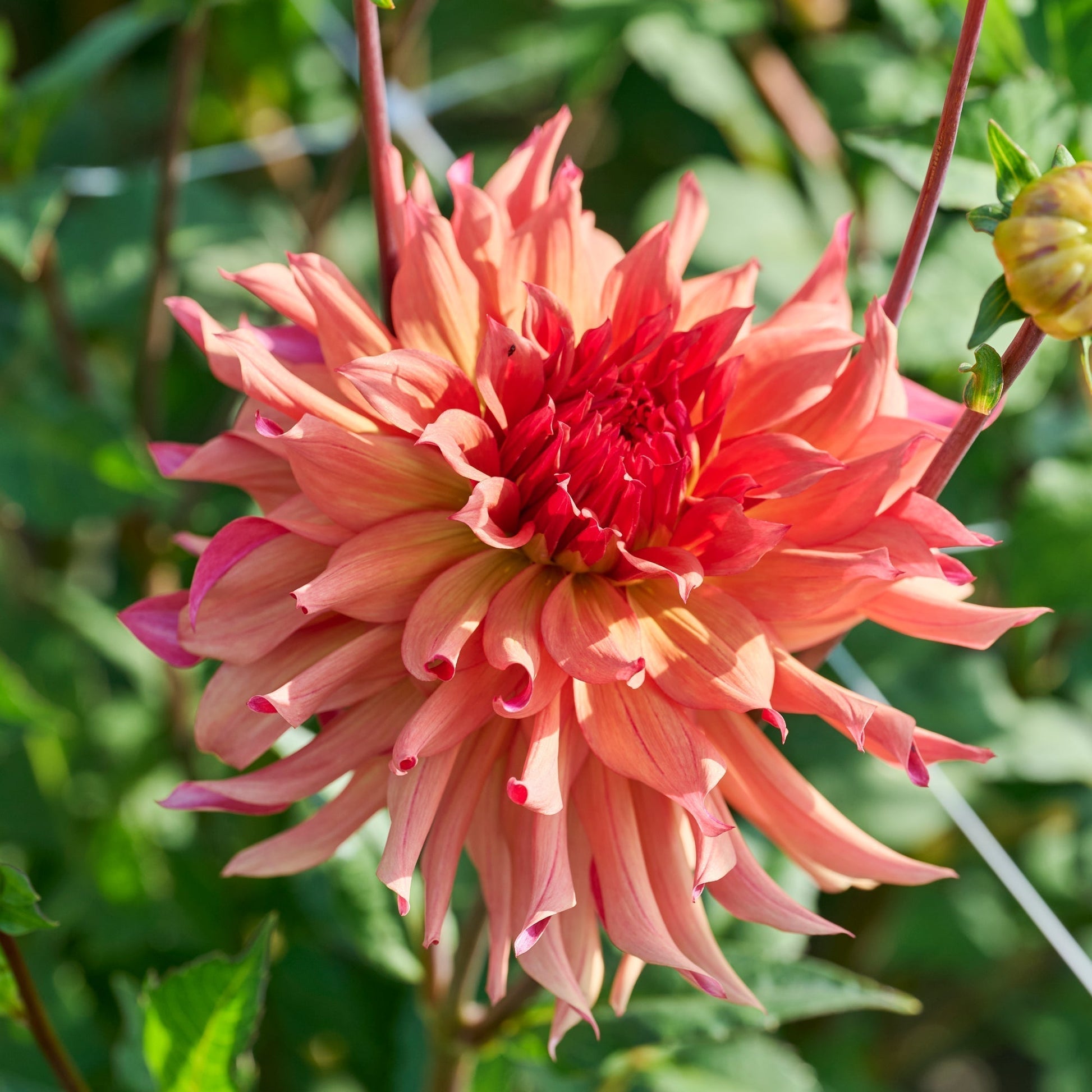 Dahlie 'Erpeler Ley'