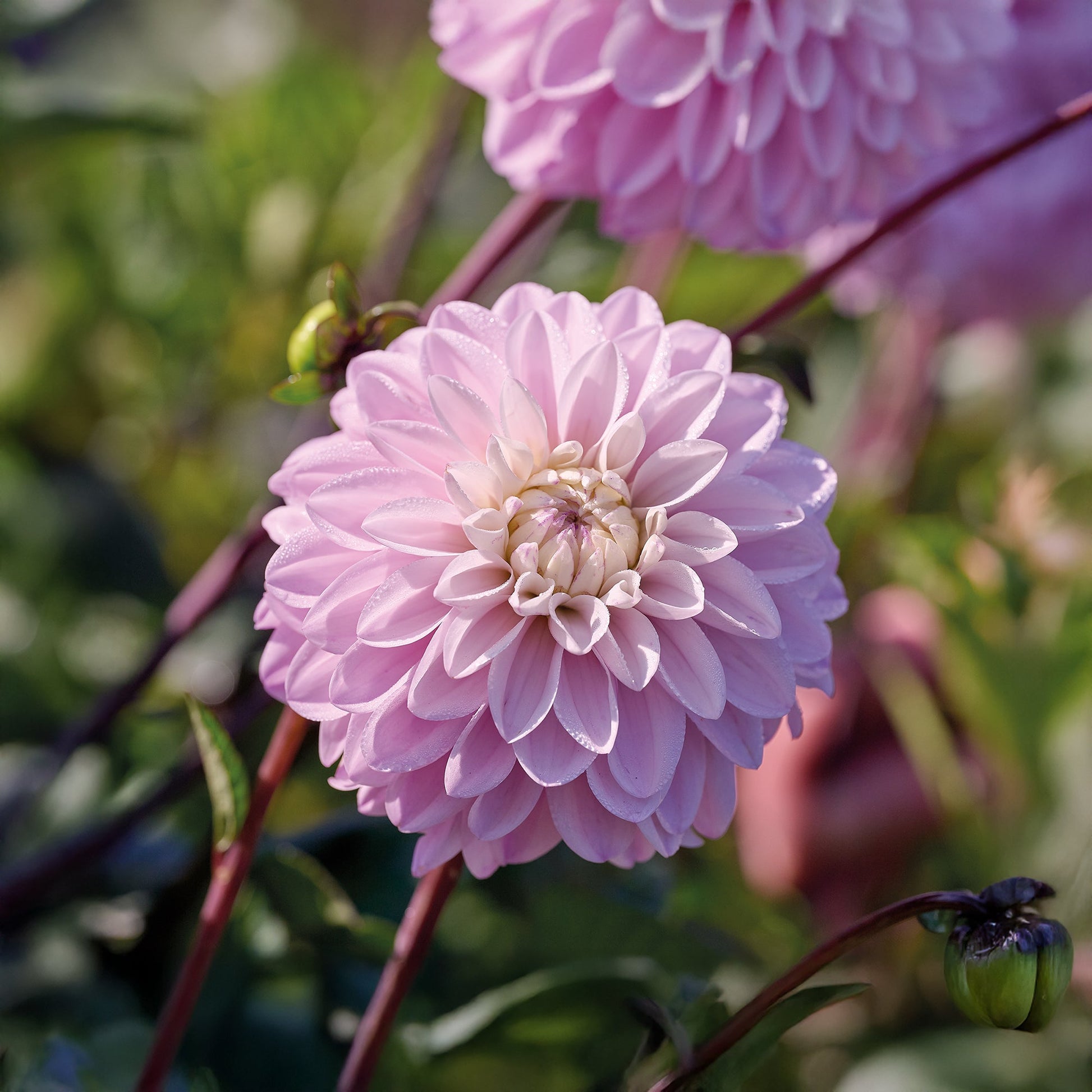 Dahlie 'Espacio'
