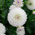 Dahlie 'Eveline'