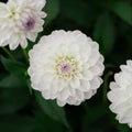 Dahlie 'Eveline'