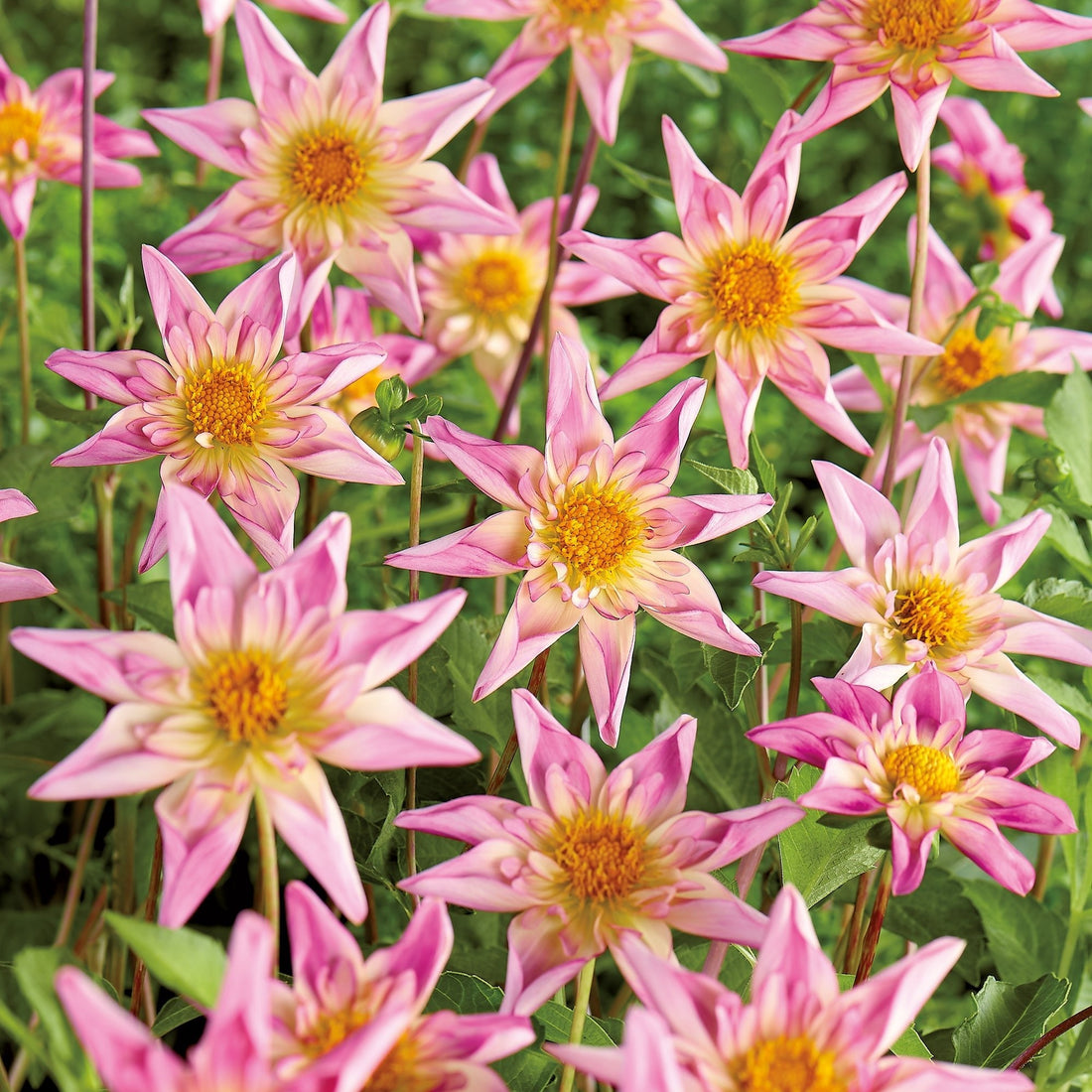 Dahlie 'Fancy Pants'