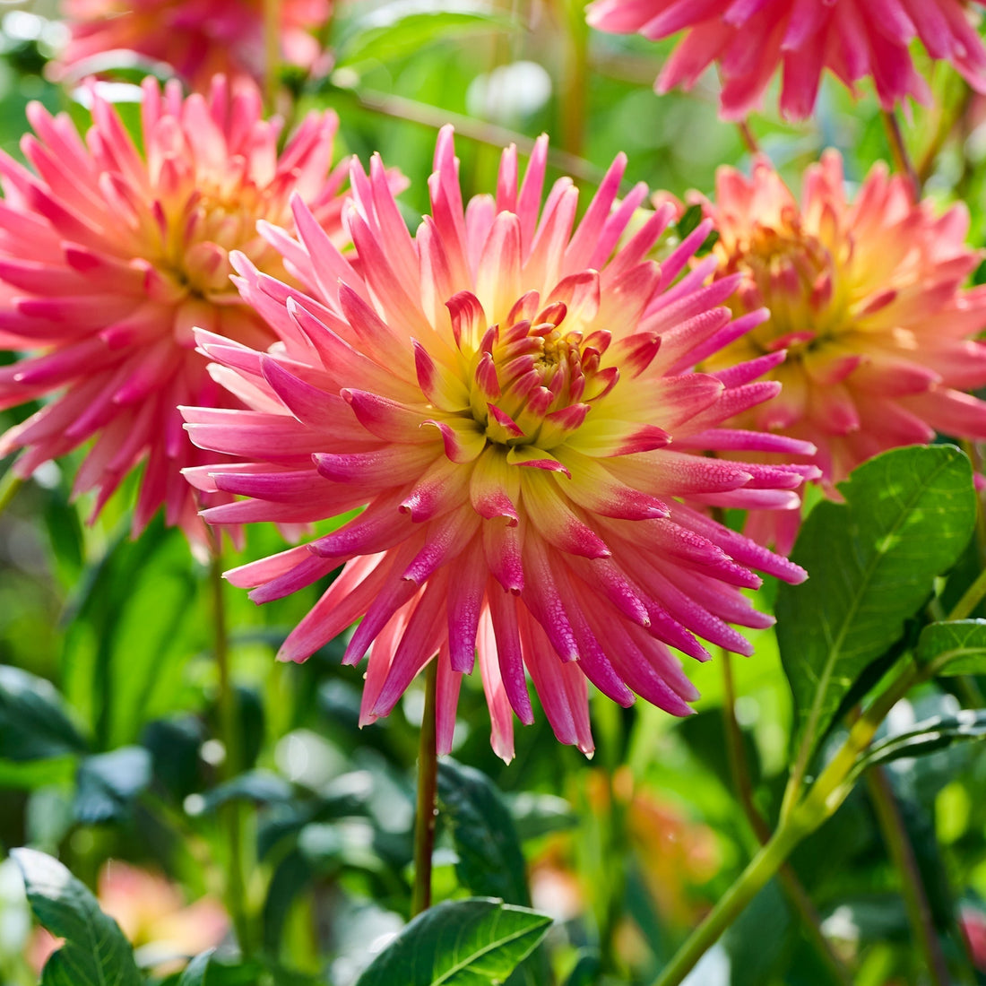 Dahlie 'Felida Solar Flare'