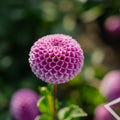 Dahlie 'Franz Kafka'
