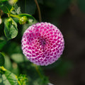 Dahlie 'Franz Kafka'