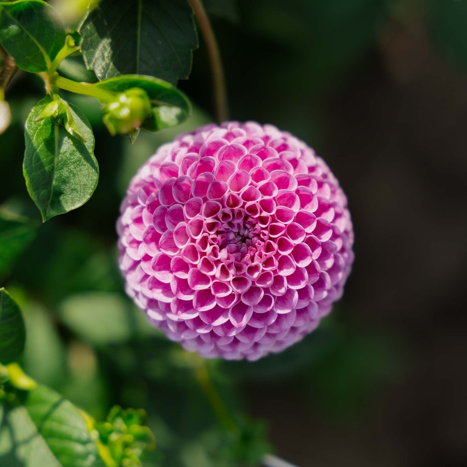 Dahlie 'Franz Kafka'