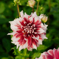 Dahlie 'Frost Nip'