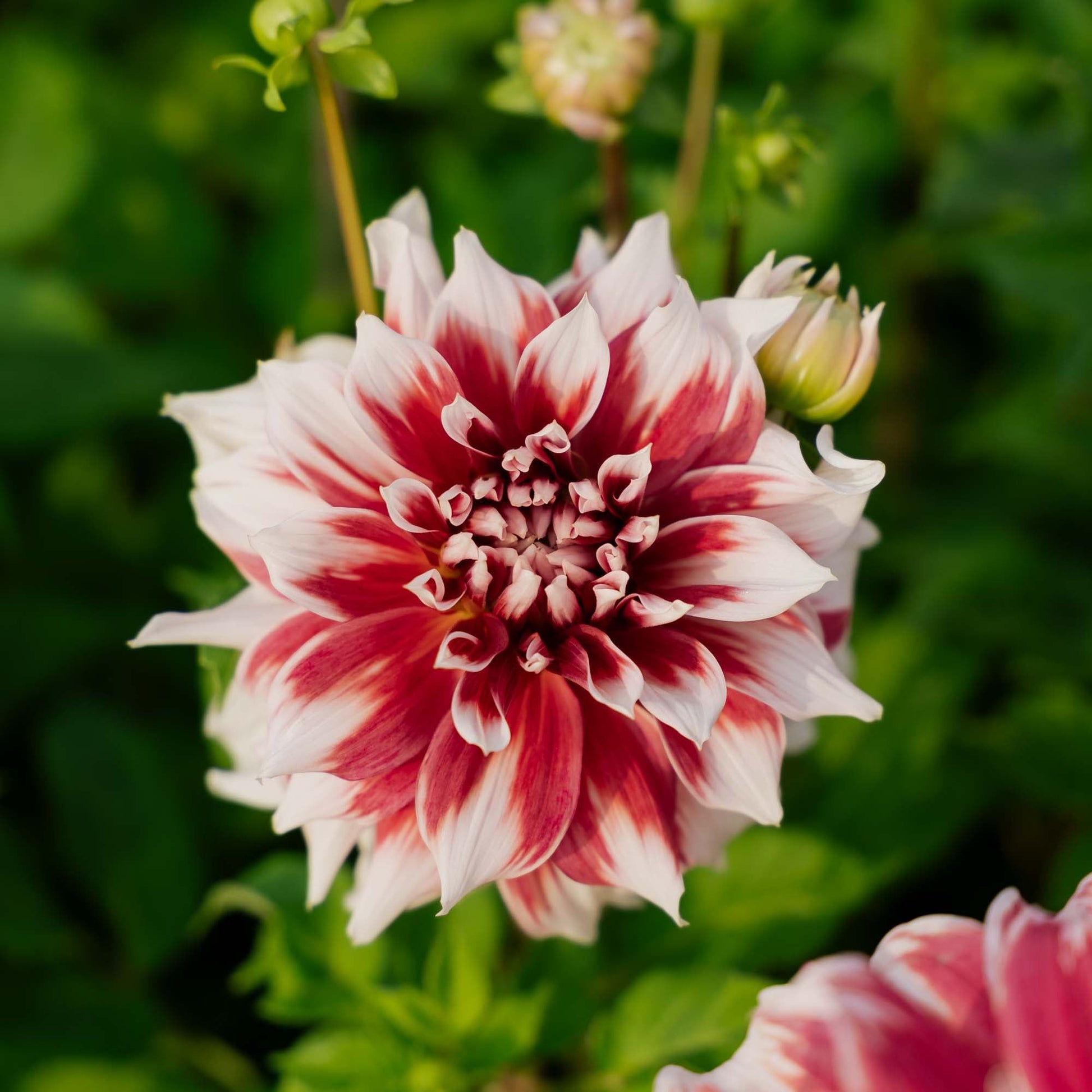 Dahlie 'Frost Nip'