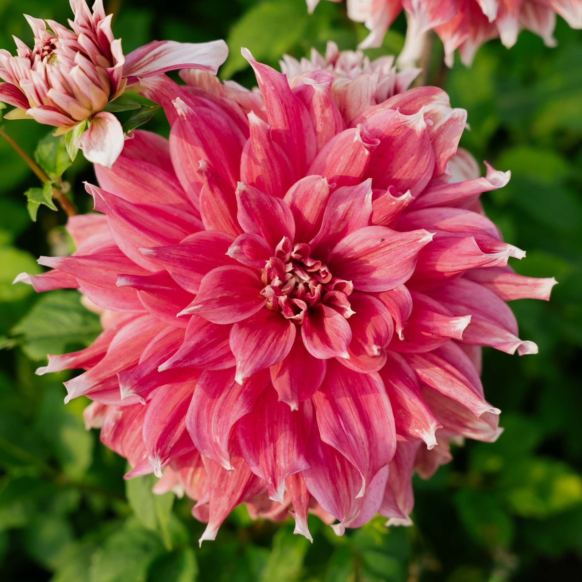 Dahlie 'Frost Nip'