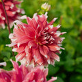 Dahlie 'Frost Nip'