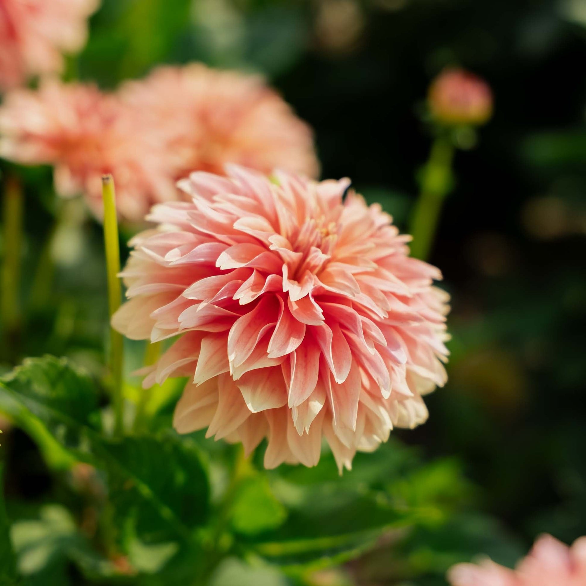 Dahlie 'Garden Desire'