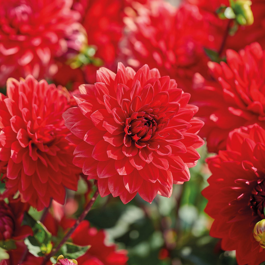 Dahlie 'Garden Wonder'