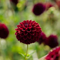 Dahlie 'Gipsy Night'
