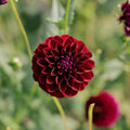 Dahlie 'Gipsy Night'