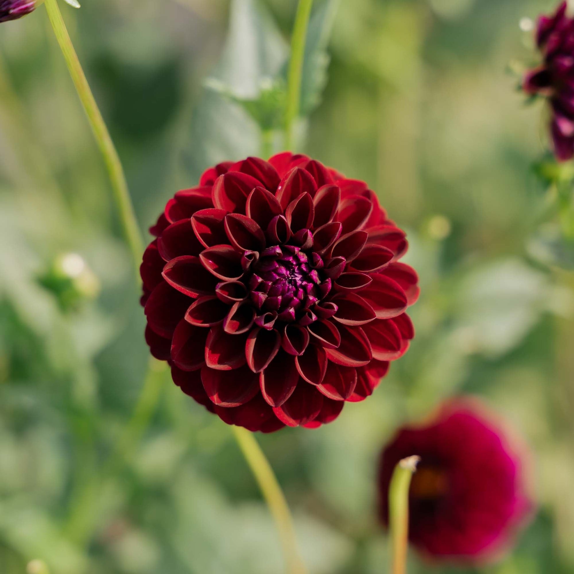 Dahlie 'Gipsy Night'