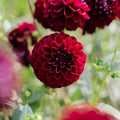 Dahlie 'Gipsy Night'