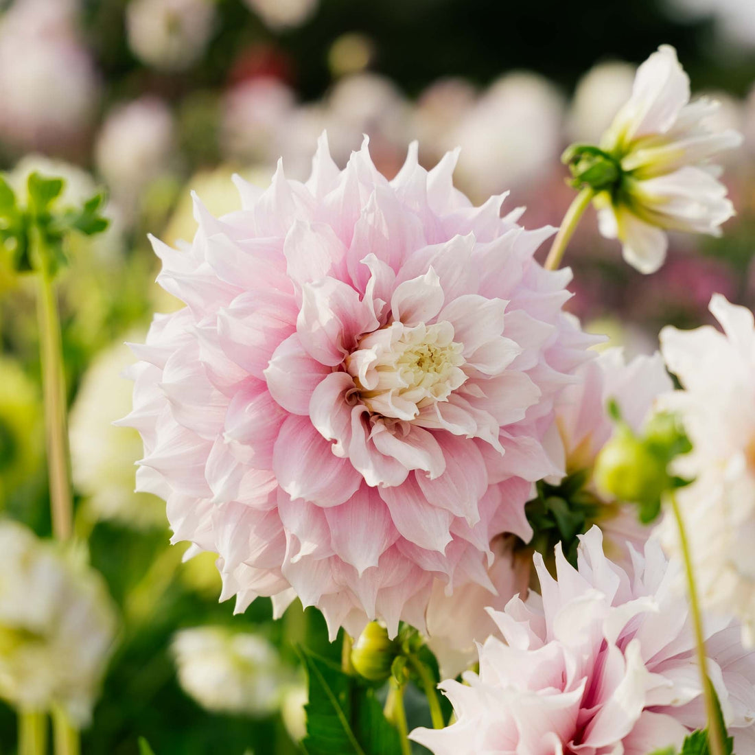 Dahlie 'Gitt's Perfection'