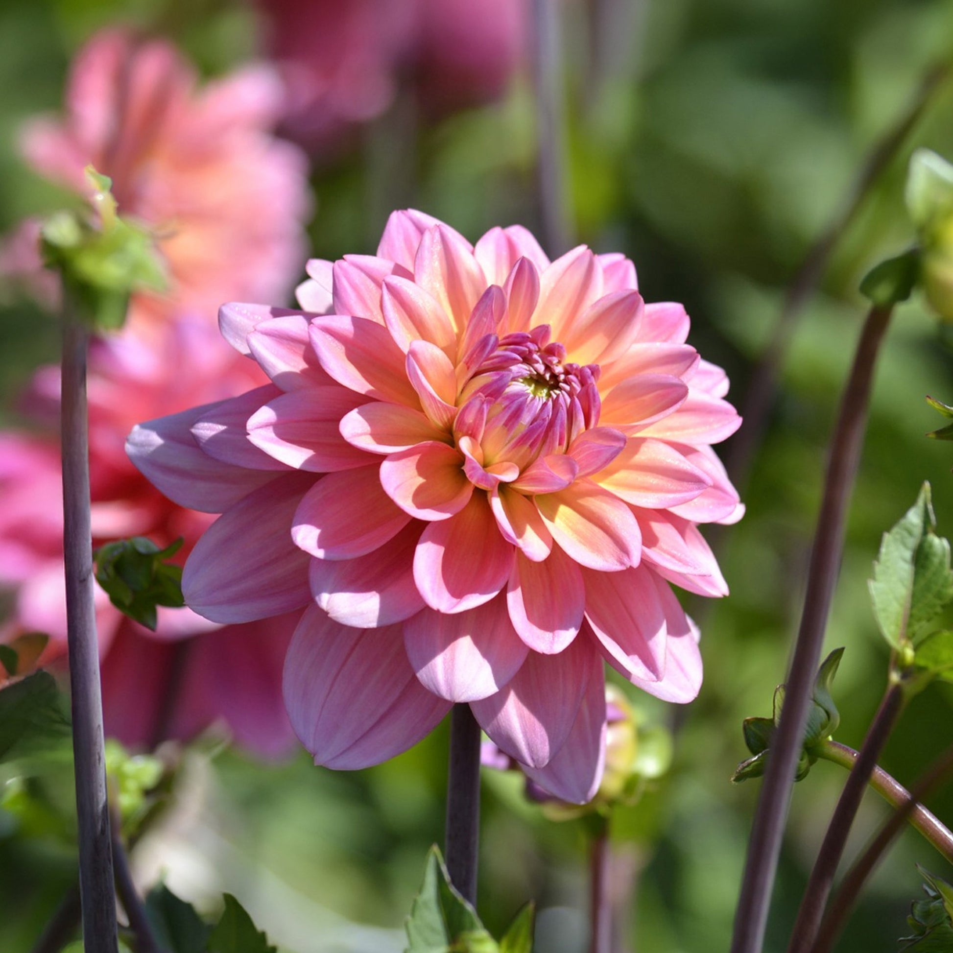 Dahlie 'Great silence'