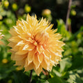 Dahlie 'Hamari Gold'