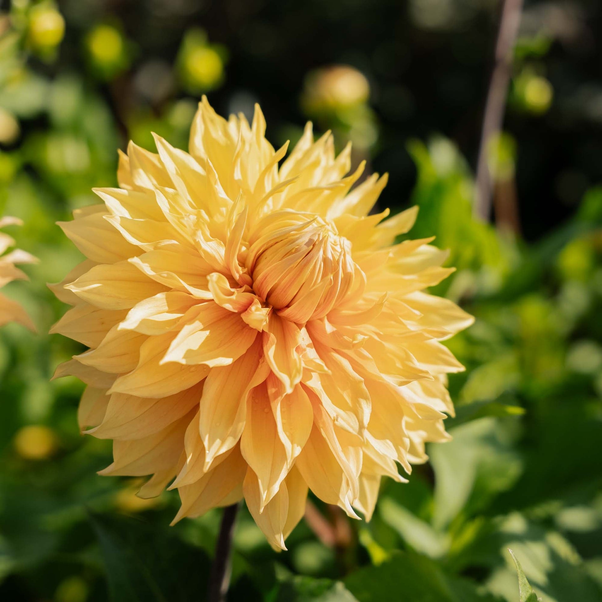 Dahlie 'Hamari Gold'