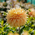 Dahlie 'Hamari Gold'