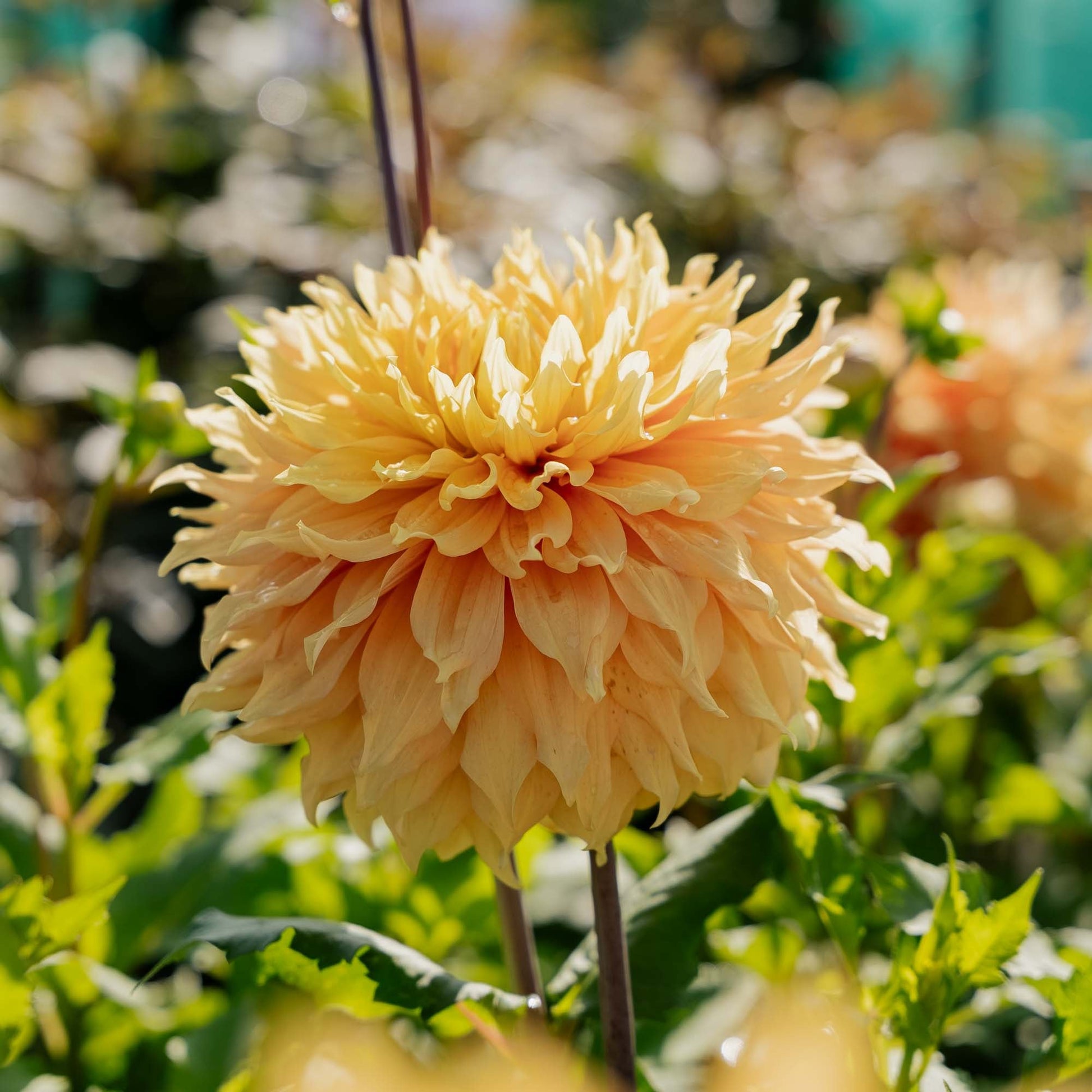 Dahlie 'Hamari Gold'