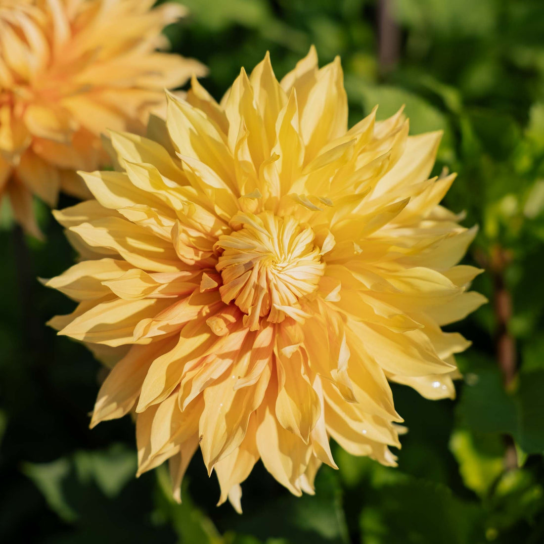 Dahlie 'Hamari Gold'