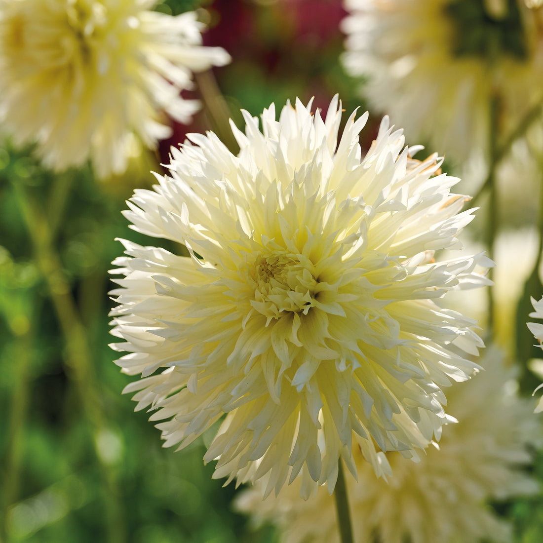 Dahlie 'Ice Crystal'