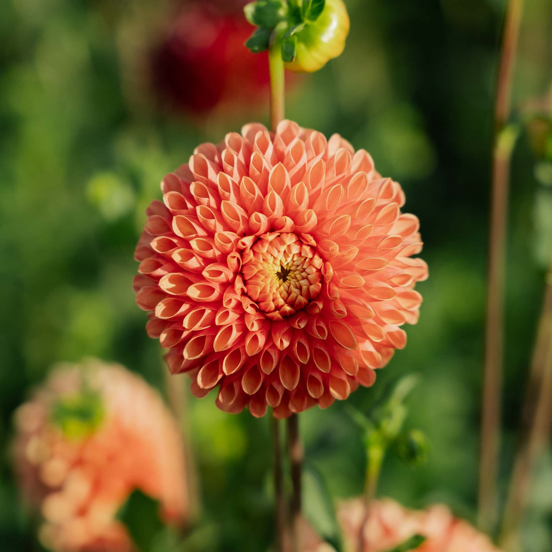 Dahlie 'Jowey Linda'